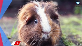 معرفی 12 حیوان خانگی بی دردسر برای نگهداری