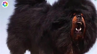 سگ هایی که می توانند گرگ ها را شکست بدهند