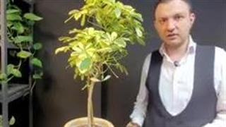 نگهداری شفلرا در منزل