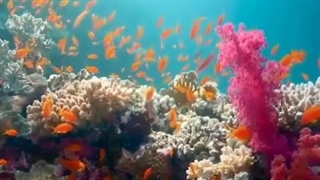 ویدئوی تبلیغاتی عربستان_سعودی با حضور لیونل مسی