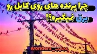 چرا پرنده های روی کابل رو برق نمیگیره؟