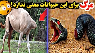 حیواناتی که بعد از مرگ زنده می مانند | این حیوانات بدون سر هم میتوانند زنده بمانند 