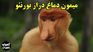 میمون بورنئو تنها میمون دماغ دراز جهان