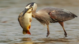 دورنا در حال صید ماهی
