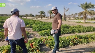 ارزیــابی  تیــم فنــی مــزرعــه دانــش از مزرعه گوجه فرنگی  ارقام هیبـرید