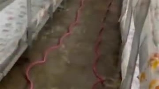 پرورش قارچ 9