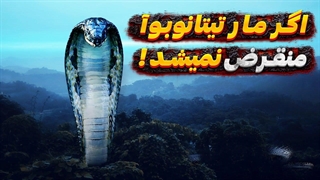 چی میشد اگر مار تیتانوبوآ منقرض نمیشد؟