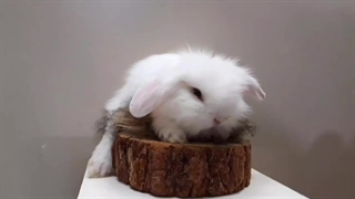 خرگوش مینی لوپ سفید | پت پیک