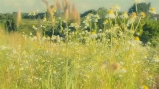 "ʟɪᴠᴇ ɪɴ ᴠɪʟʟᴀɢᴇ ᴠɪʙᴇ">>