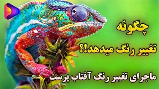 تغییر رنگ آفتاب پرست چطور اتفاق می افتد؟