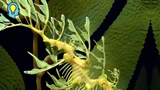 ۶ تا از عجیب ترین حیوانات دنیا  | جالب ترین حیوانات جهان