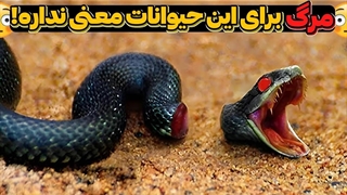 حیواناتی که بعد از مرگ هم زنده میمانند!