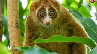 حیوانات به ظاهر بامزه: اما بسیار خطرناک را بشناسید!