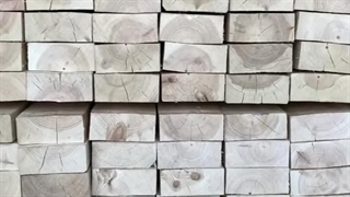 کیفیت فوق العاده چوب خام (برای تولید ترموود)