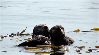 بچه سمور دریایی و مادر در حال بازی در خلیج مورو