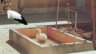 مستند حیاط احل خانه ما