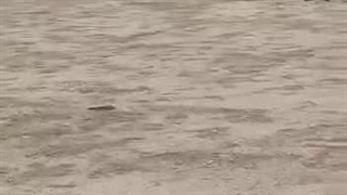 علاءالدین بروجردی نامزد انتخابات مجلس، سواری ایمن با اسب را برای جلب نظر رای دهندگان انتخاب کرد