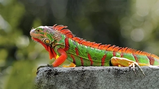 زیباترین های ایگوانای Iguana جهان