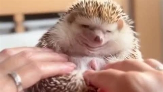 خمیازه جوجه تیغی دیده بودین