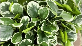 بوته گل مصنوعی قاشقی ابلق ۴۰ سانتی‌متری | سبز تیره و سفید