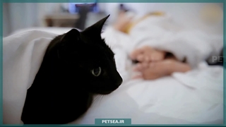 مراقبت از گربه‌ها در زمستان | نکاتی برای حفظ سلامت و گرمای دوست پشمالو‌مون!