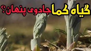 آیا آماده اید تا با یکی از شگفت انگیز ترین گیاهان دارویی آشنا شوید؟